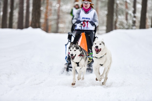 Husky sled dog mushing in winter