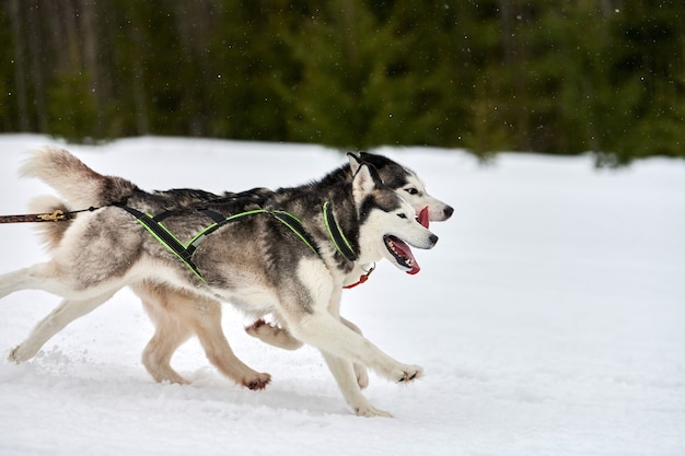 Собака хаски тянет погонщика на лыжах