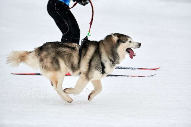 Собака хаски тянет погонщика на лыжах