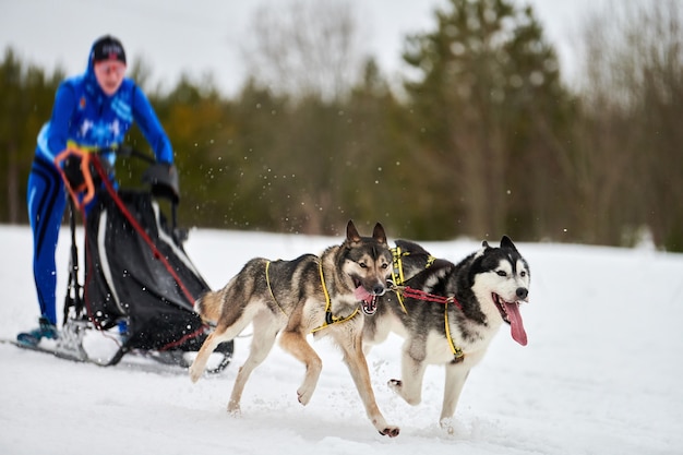 Husky sled dog racing. Winter dog sport sled team competition.