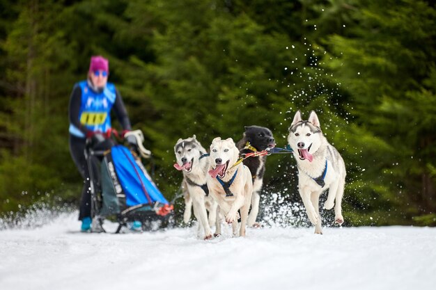 Husky sled dog racing. Winter dog sport sled team competition