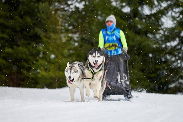 Husky sled dog racing. Winter dog sport sled team competition