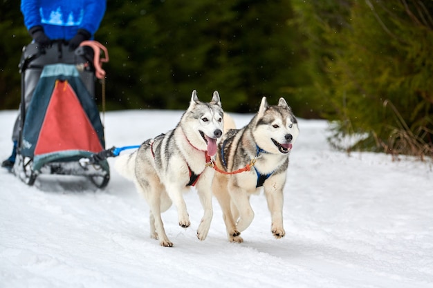 写真 ハスキー犬ぞりレース。冬の犬のスポーツそりチームの競争