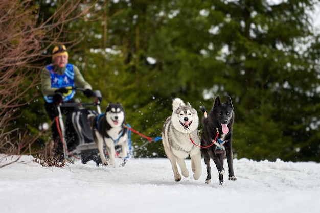 Husky sled dog racing. Winter dog sport sled team competition.