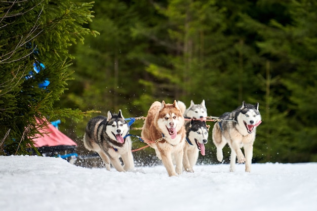 冬の冬のハスキー犬ぞりレース