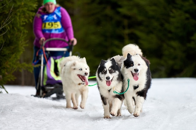 Husky sled dog racing in the winter