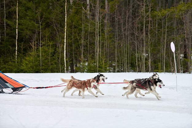 Husky sled dog racing in winter