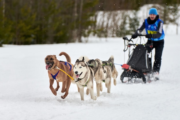 Husky sled dog racing in winter