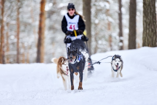 Husky sled dog racing