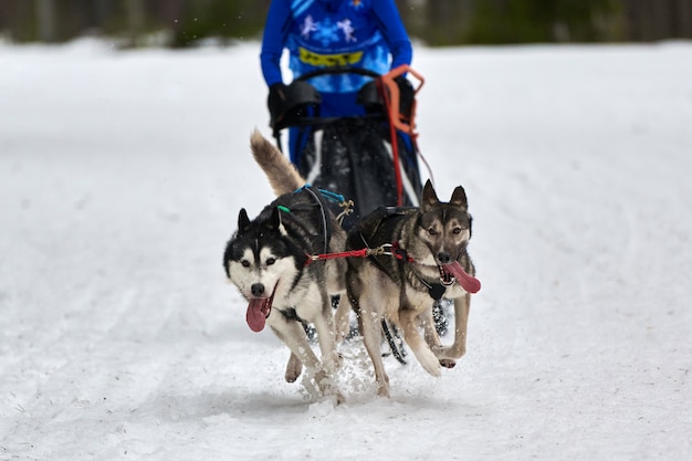 Husky sled dog racing