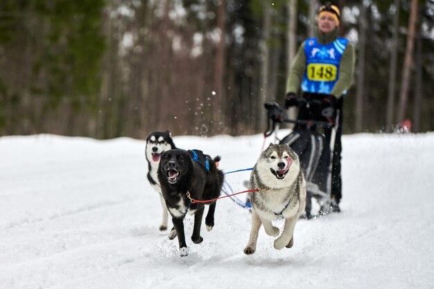 Corse di cani da slitta husky