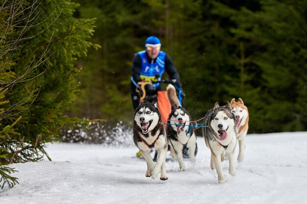 Husky sled dog racing