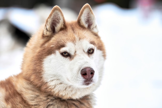 屋外に立っているハスキーそり犬