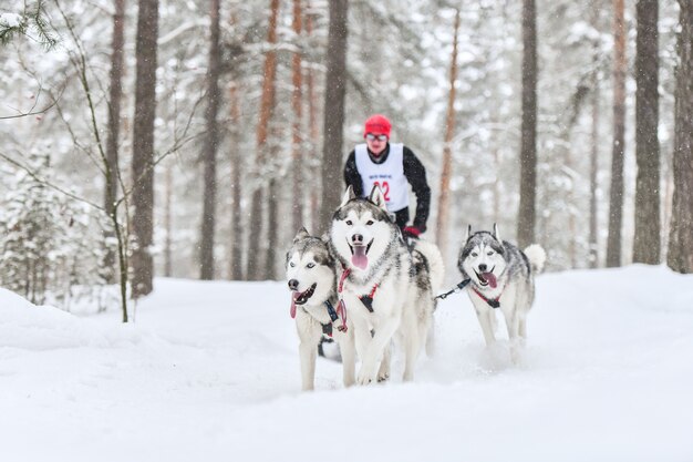 Husky sled dogs pulling musher on sled