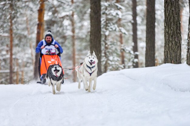 Husky sled dogs pulling musher on sled