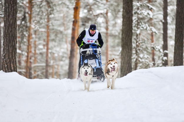 Husky sled dogs racing