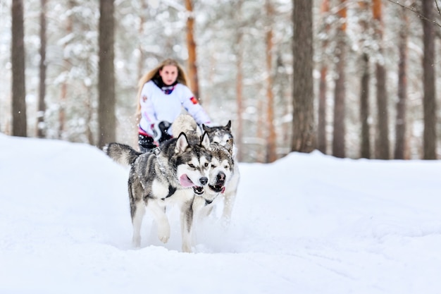 Husky sled dogs racing