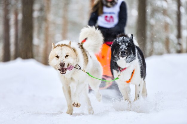 Husky sled dogs racing