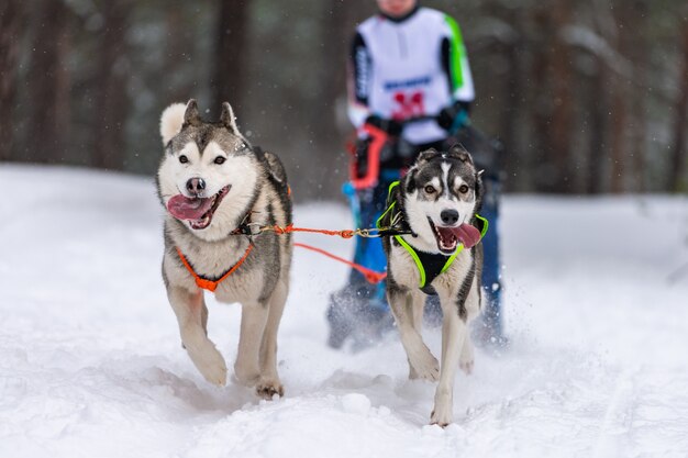 Husky sled dogs team in harness run and pull dog driver. Sled dog racing. Winter sport championship competition.