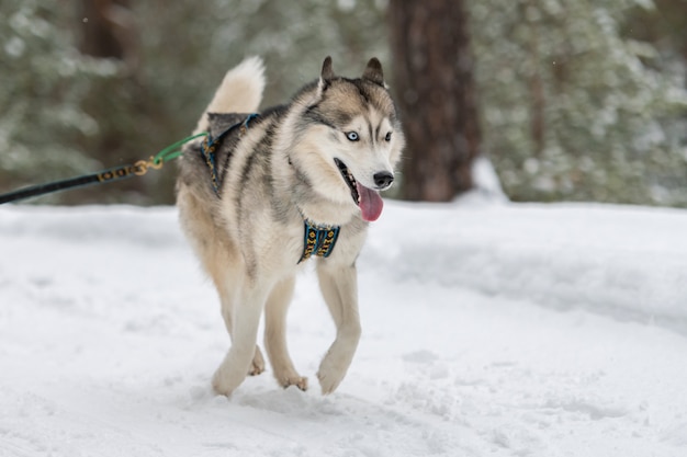 ハスキーそり犬のチームは、ハーネスを実行し、犬のドライバーを引っ張ります。そり犬のレース。冬のスポーツ選手権大会。