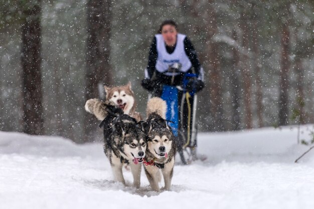 ハスキーそり犬チームがそりを引く