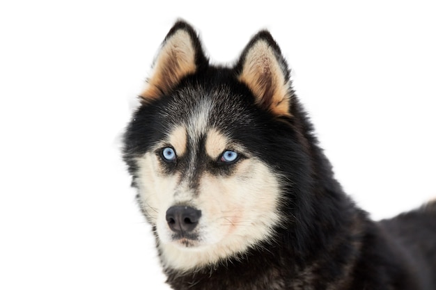 Husky sledehond gezicht, geïsoleerd