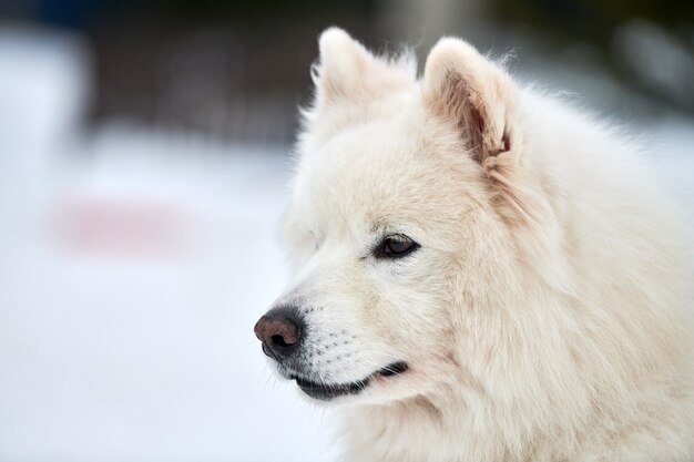 Husky sledehond gezicht, winter achtergrond. Siberische husky hondenras buiten snuit portret. Mooi grappig huisdier op wandeling voor racecompetitie.