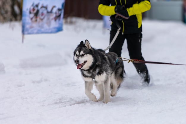 Husky sledehond in harnas rennen en trekken mens