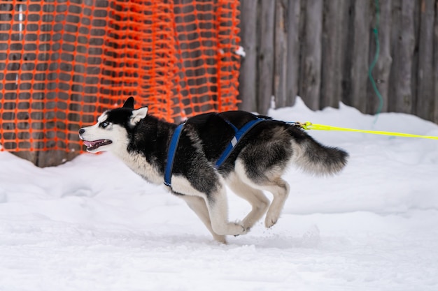 Husky sledehond in harnas rennen en trekken mens