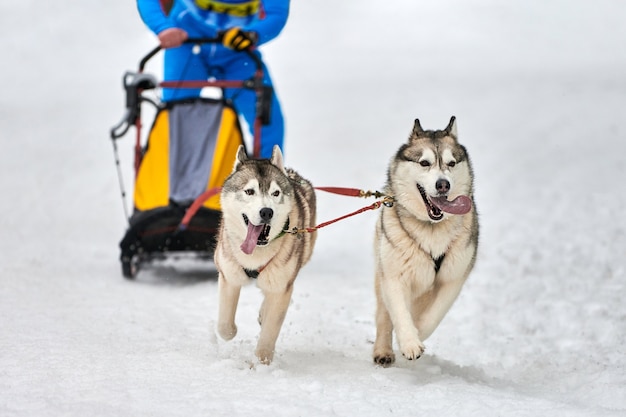 Husky sledehond mushing in de winter