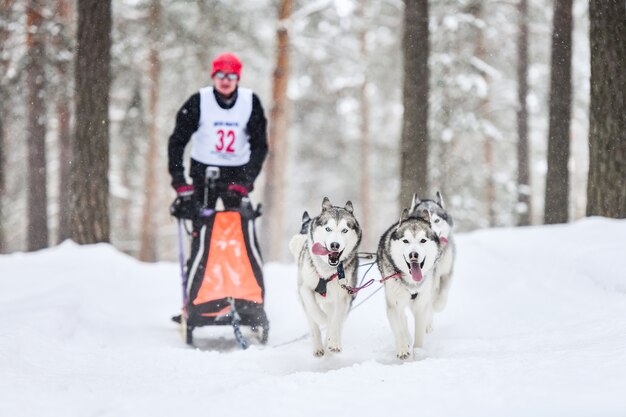 Husky sledehond mushing in de winter