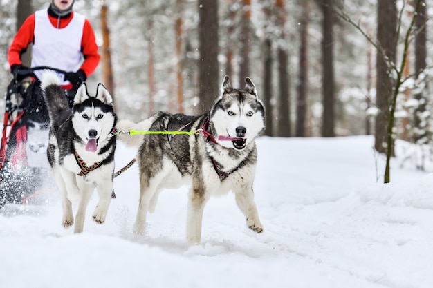 Husky sledehond mushing in de winter