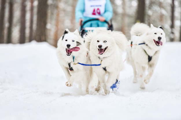 Husky sledehond mushing in de winter