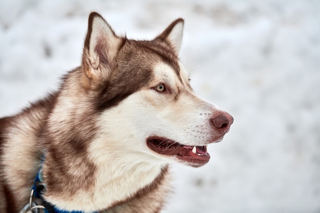 Husky sledehond permanent buitenshuis