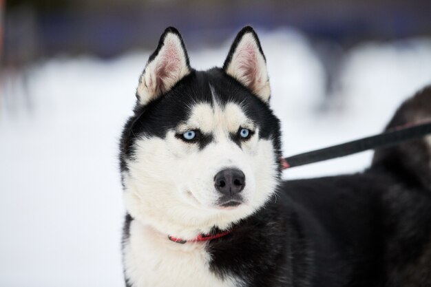 Husky sledehond permanent buitenshuis