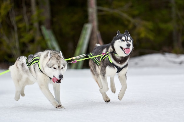 Husky sledehond racen in de winter