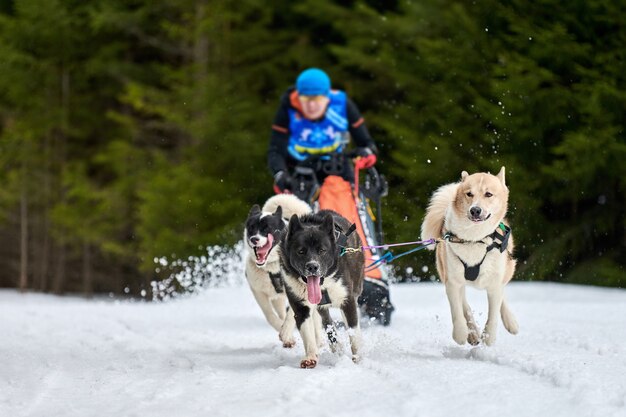 Husky sledehond racen in de winter