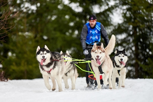 Husky sledehond racen in de winter