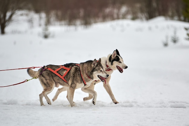 Husky sledehond racen in de winter