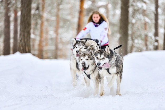 Husky sledehonden die musher op slee trekken