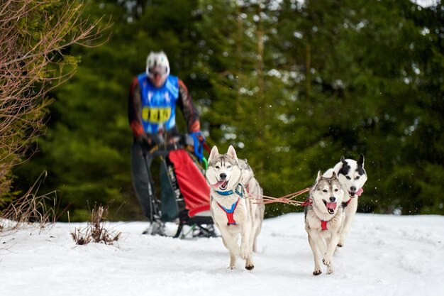 Husky sledehonden racen. Winterhondensport slee teamcompetitie