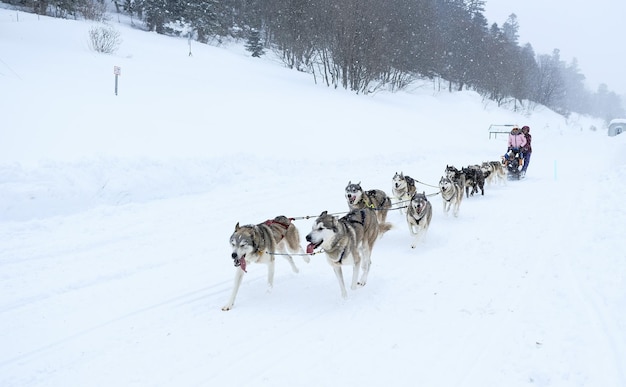 Husky sledehonden racen