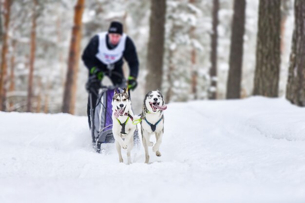 Husky sledehonden racen