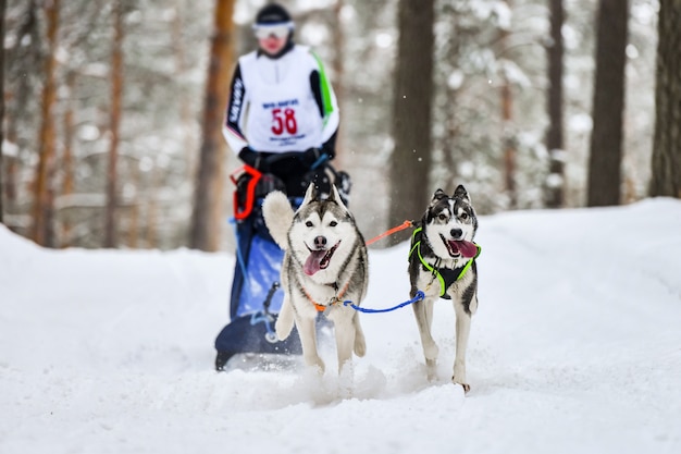 Husky sledehonden racen