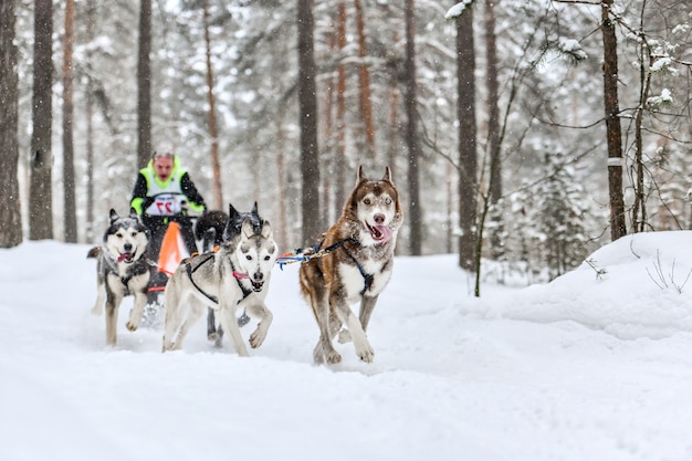 Husky sledehonden racen