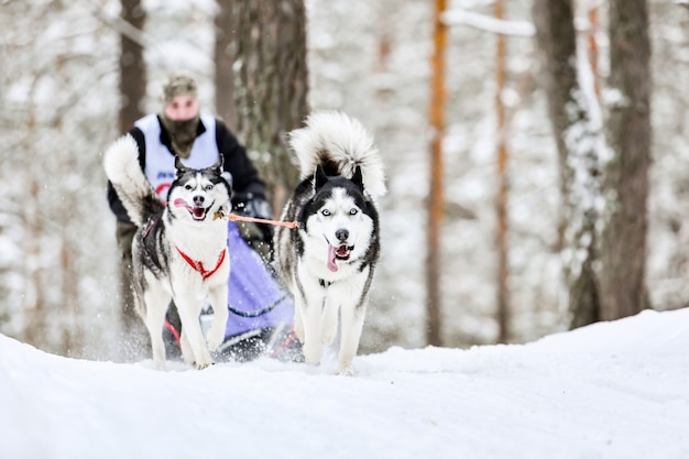 Husky sledehonden racen