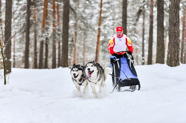 Husky sledehonden racen