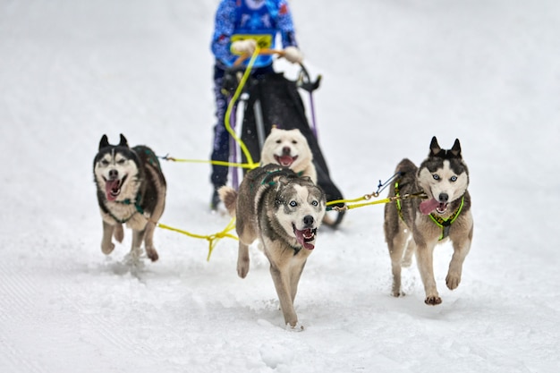 Husky sledehonden racen