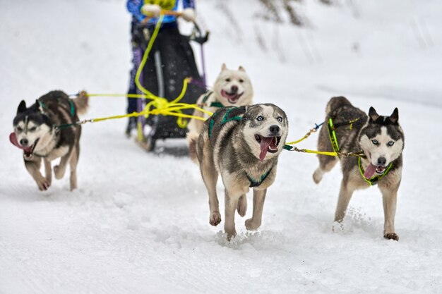 Husky sledehonden racen