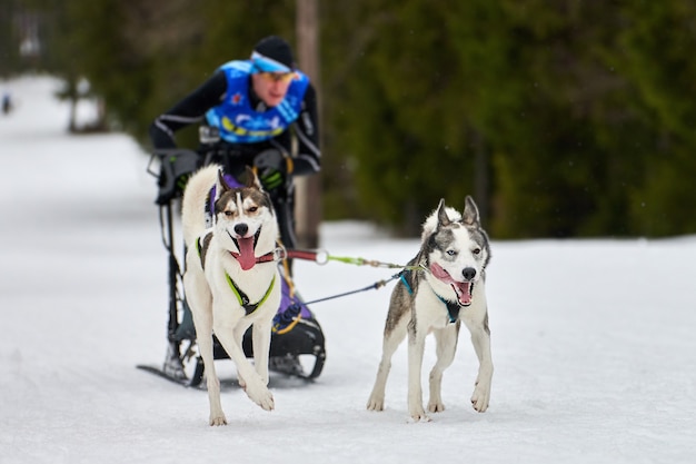 Husky sledehonden racen